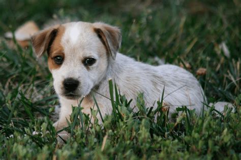 The Red Heeler Rat Terrier: Learn More About This Mixed Breed Dog