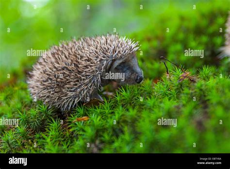 Western hedgehog, European hedgehog (Erinaceus europaeus), baby ...