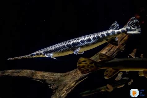 Alligator Gar Size | 9 Interesting Facts You Must Know