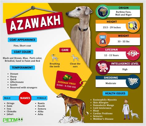 Azawakh - Dog Breed Information And Interesting Facts - Petmoo