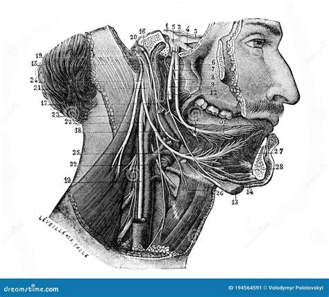 Distribution of Sublingual Nerve in the Old Book Human Phisiology by H. Chapman, Philadelphia ...