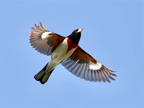 Rose-breasted Grosbeak - NestWatch