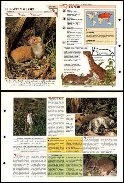 European Weasel #112 Mammals Wildlife Fact File Fold-Out Card