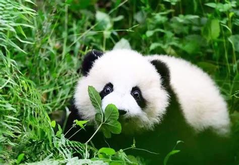 Where to See Pandas in China, Top 10 Places to See Pandas