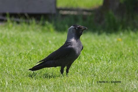 Raw Birds: WESTERN JACKDAW (Corvus monedula). There are several subspecies recognised including ...