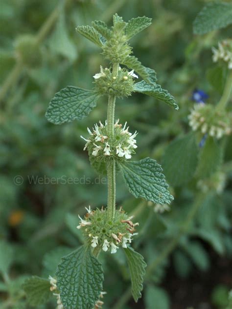 Marrubium vulgare, White Horehound - Seeds - plants - dried herbs