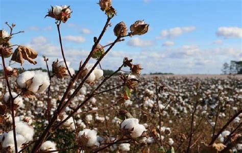 World cotton production projected 2.5% up in 2019-20 - Fibre2Fashion