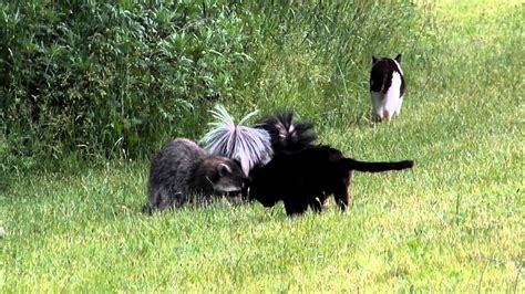 Skunks, cats, and a raccoon eating together - YouTube