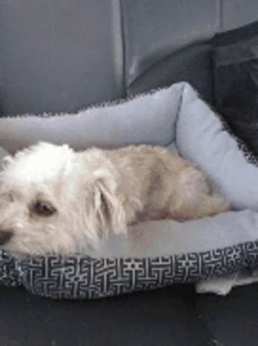 Cute Dog GIF - Cute Dog Pup - Discover & Share GIFs