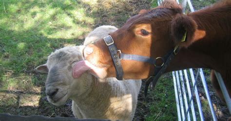 17 Animals Who Know That Cows Make The Best Friends - The Dodo