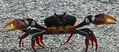 Providencia Black Crab | Local Saltwater Crab From San Andrés and ...