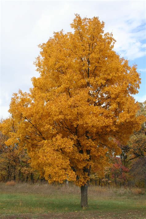 Tree Seeds Carya cordiformis 10 BITTERNUT HICKORY