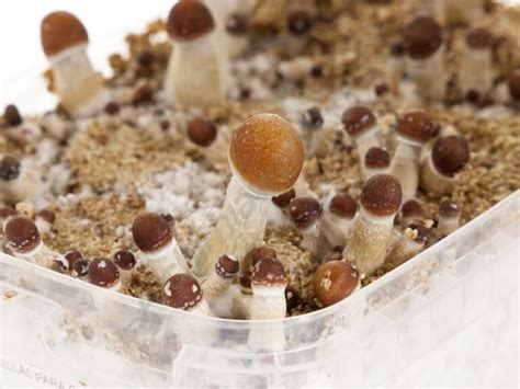 Magic Mushroom Grow Kit Usa Shipping - All Mushroom Info