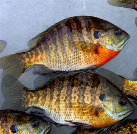 Outdoors: And they’re called bluegills because ... ?