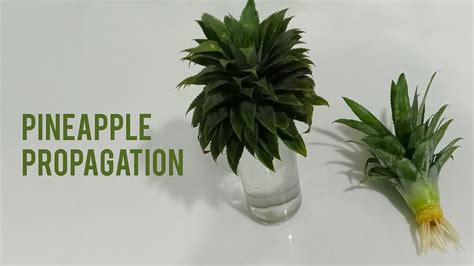 Pineapple Propagation | Easy Water Plant | Indoor Plant | New Roots - YouTube