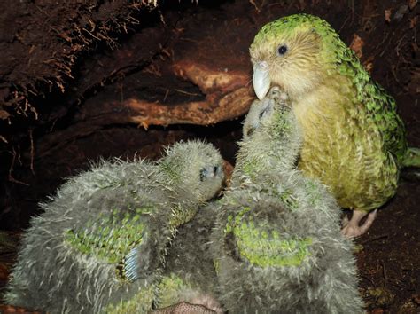 Love is in the air: bumper breeding season for kākāpō - Predator Free NZ Trust