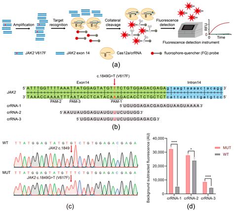 Biosensors | Free Full-Text | CRISPR/Cas12a-Based Ultrasensitive and ...