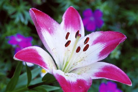 14 Stunning Lily Varieties to Plant