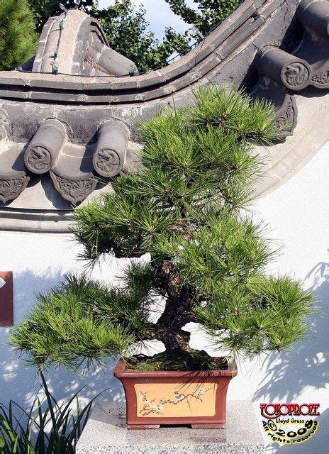 22 Gardening - bonsai, Japanese black pine ideas | bonsai, japanese black pine, bonsai tree