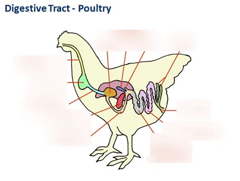 Digestive System Of A Bird