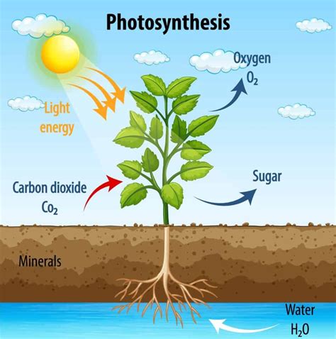 Reasons Why Photosynthesis Is Important For Life On Earth - The Earth ...