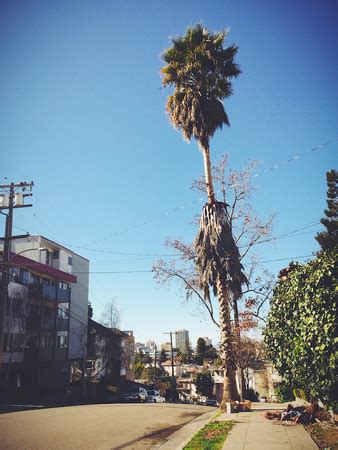 Palm Trees - Oakland - LocalWiki