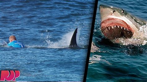 Horrific Shark Attack On Live Television (VIDEO) - YouTube