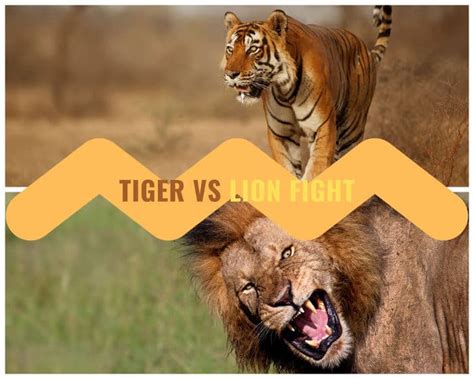 Tiger vs Lion - Battle of the Biggest Cats - Africa Freak