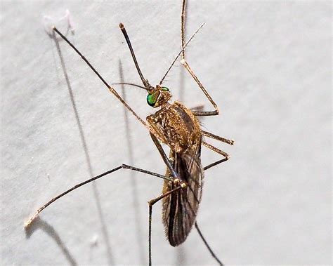 Mosquitoes Species In Uk | PeepsBurgh.Com