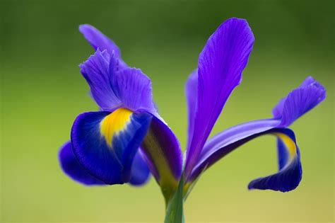 Gratis foto: Iris, Blomma, Lila, Mauve, Växt - Gratis bild på Pixabay - 928945