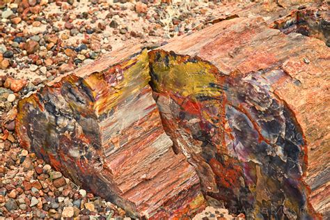 Petrified Forest National Park, Arizona - Anne McKinnell Photography