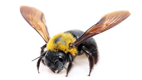 Bees in Australia: Types, Signs of Infestation & More | Fantastic Pest Control