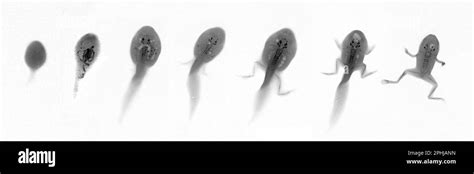 Tadpole metamorphosis, X-rays Stock Photo - Alamy