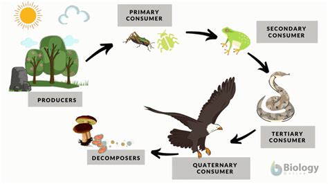 Ecosystem - Definition and Examples - Biology Online Dictionary