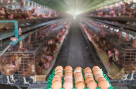 Strategies for Maximizing Egg Production in Your Chicken Farm: Tried and Tested Strategies