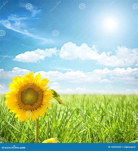 Sunflower and grass stock image. Image of flora, garden - 10392449