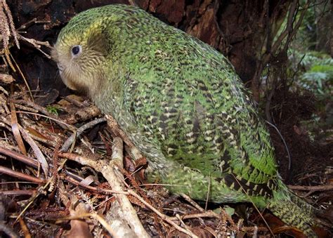 It Would Take 50 Million Years To Recover New Zealand’s Lost Bird Species | by 𝐆𝐫𝐫𝐥𝐒𝐜𝐢𝐞𝐧𝐭𝐢𝐬𝐭 ...