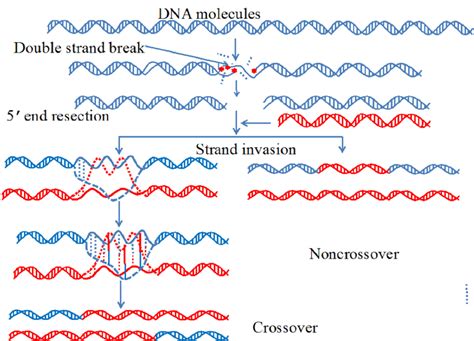 An illustration to show the process of meiosis and recombination in a... | Download Scientific ...