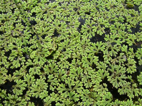 Azolla Seeds and Grass Cultivation - My WordPress