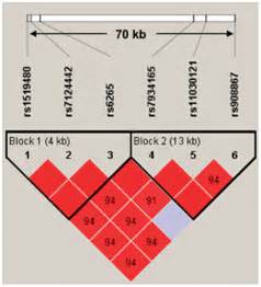 BDNF haplotype block structure. BDNF haplotype block structure. The... | Download Scientific Diagram