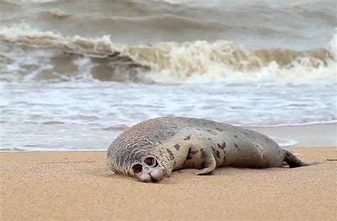 Russie : près de 300 phoques retrouvés morts au bord de la mer ...