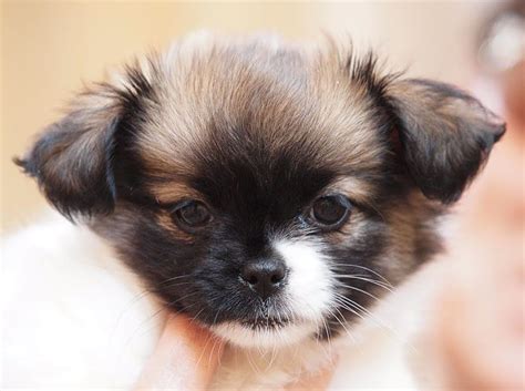 Half chihuahua and half shih-tzu... Adorable! | Chihuahua mix puppies, Chiweenie puppies, Shih tzu