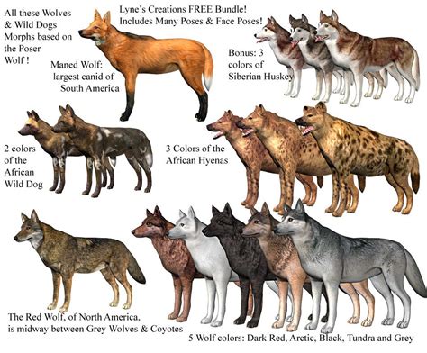 Wolf dog, Wild dogs, Animals wild