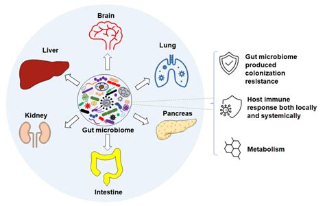 Microorganisms | Free Full-Text | Consideration of Gut Microbiome in Murine Models of Diseases
