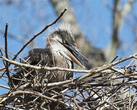 Blue Heron Bird Photo. Bleu Heron Baby Close-up Profile View on the Nest Bokeh Bleu Sky ...