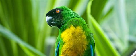 Fiji Wildlife | Fijis Birdwatching Hotspots | Tourism Fiji