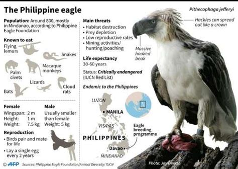 Sanctuary offers hope for endangered Philippine eagle