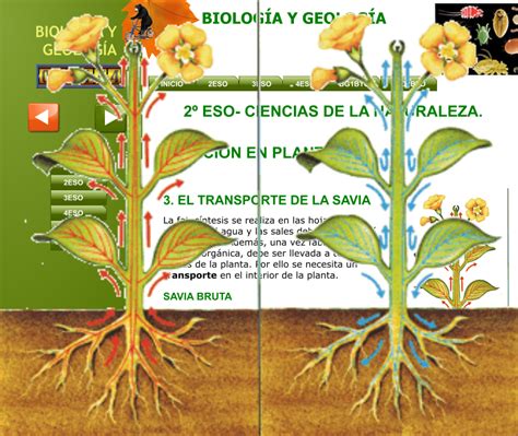 Lista 93+ Foto Insectos Que Succionan La Savia De Las Plantas Alta ...