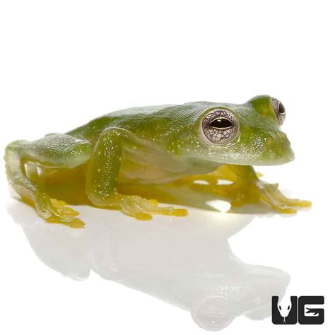 Powdered Glass Tree Frog For Sale - Underground Reptiles