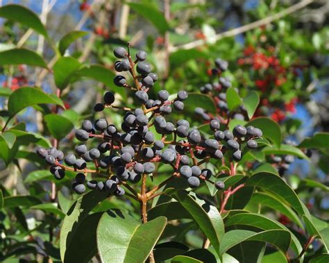 Ligustrum berries wild | Flickr - Photo Sharing!